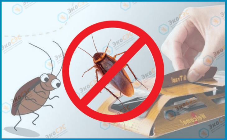 Ловушки для тараканов — какие из них самые эффективные?